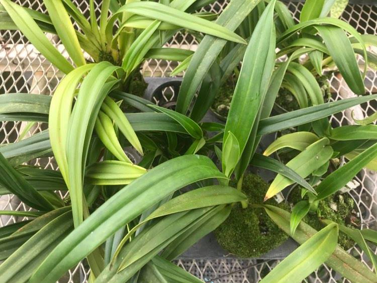 Phragmipedium