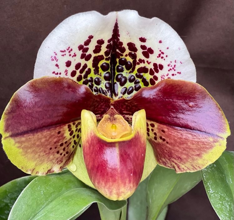 Blooming size complex Paph 3-pack-Free shipping