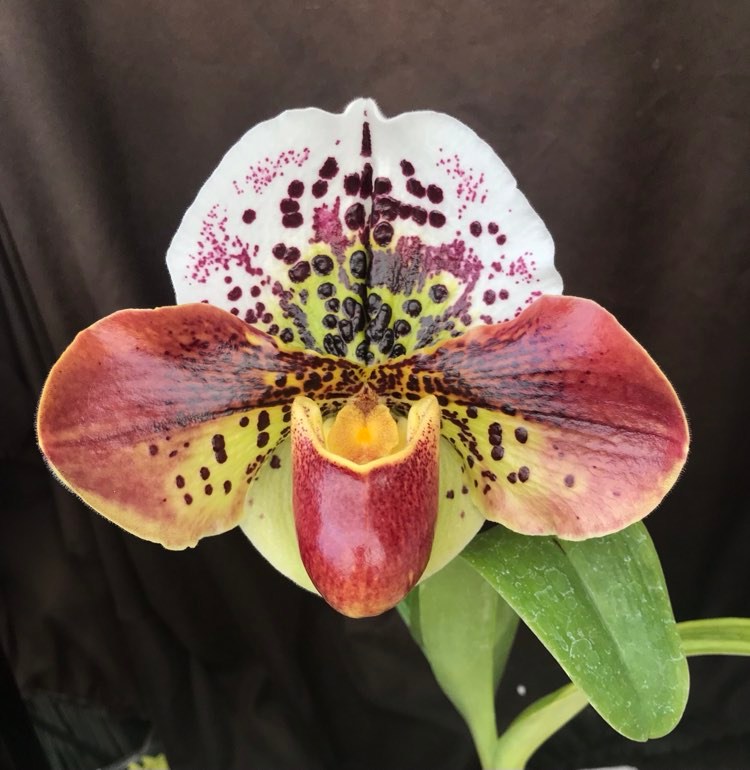 Double spike complex Paphiopedilum