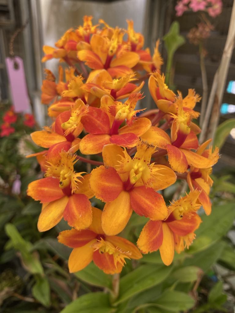 Epidendrum seedling 3-pack