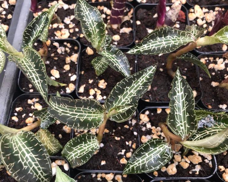 Goodyera malipoensis