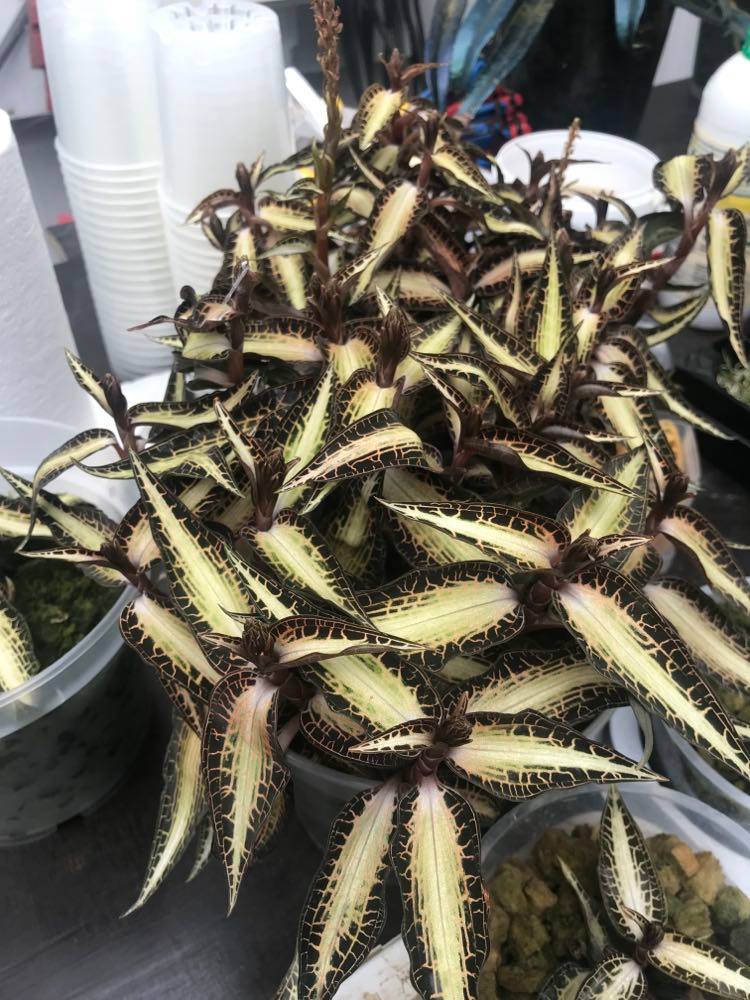 Goodyera rostellata