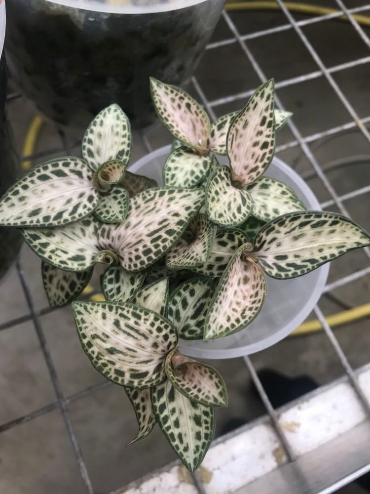 Goodyera schlechtendaliana