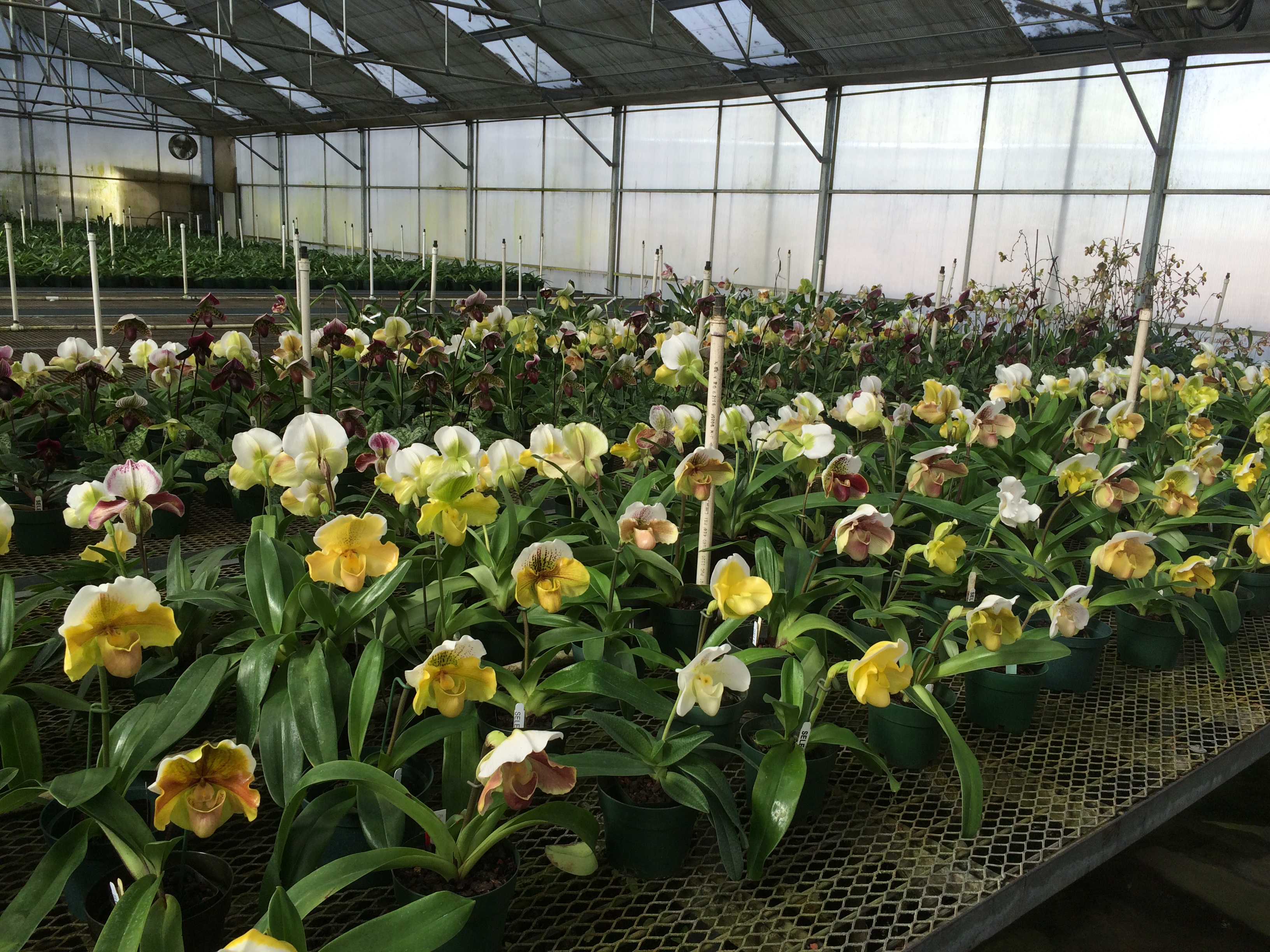 In-spike Complex Paphiopedilum 3-pack - Free Shipping