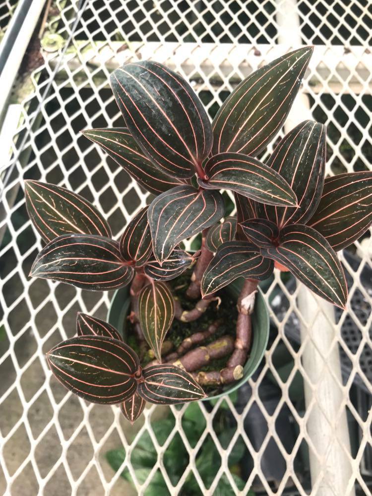Ludisia discolor