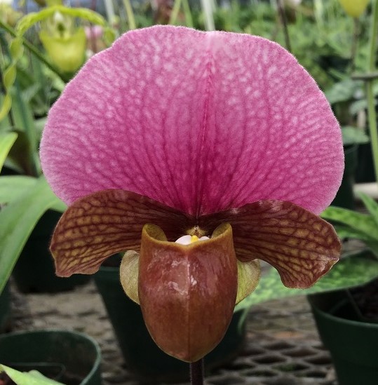 Paphiopedilum charlesworthii