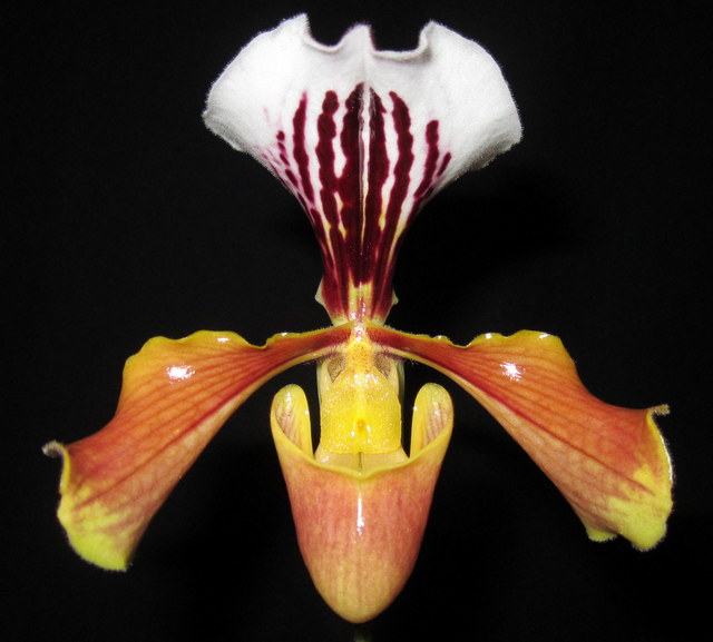 Paphiopedilum gratrixianum