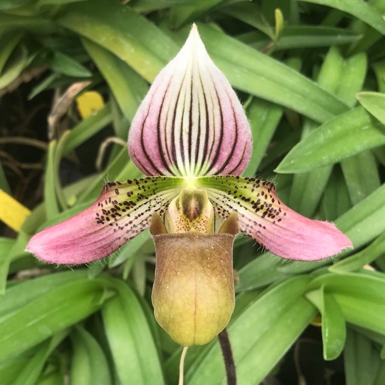 Paphiopedilum acmodontum