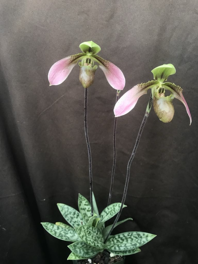 Paph Species