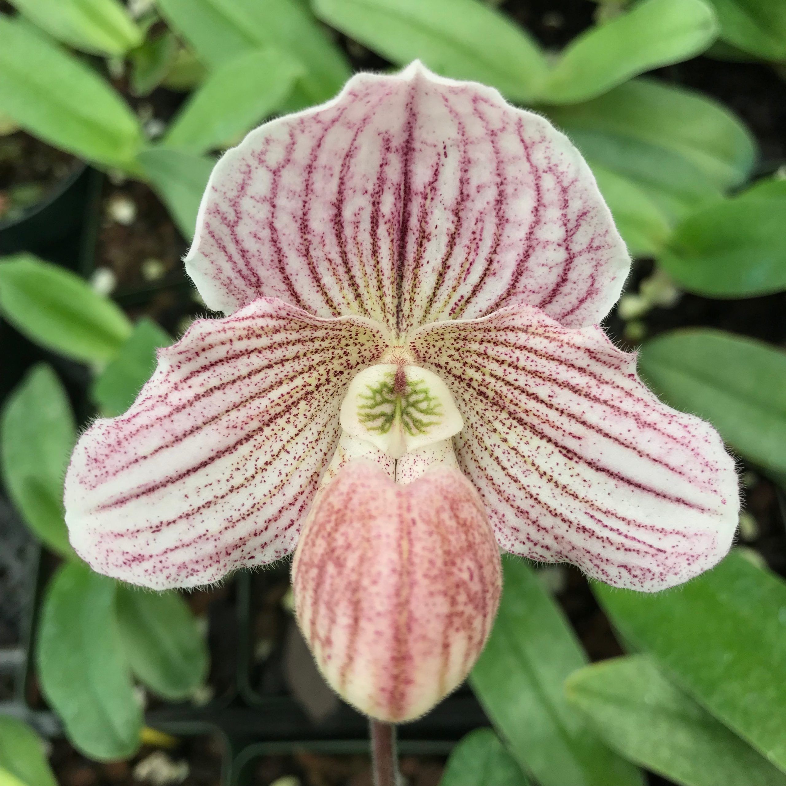 Paphiopedilum Angela