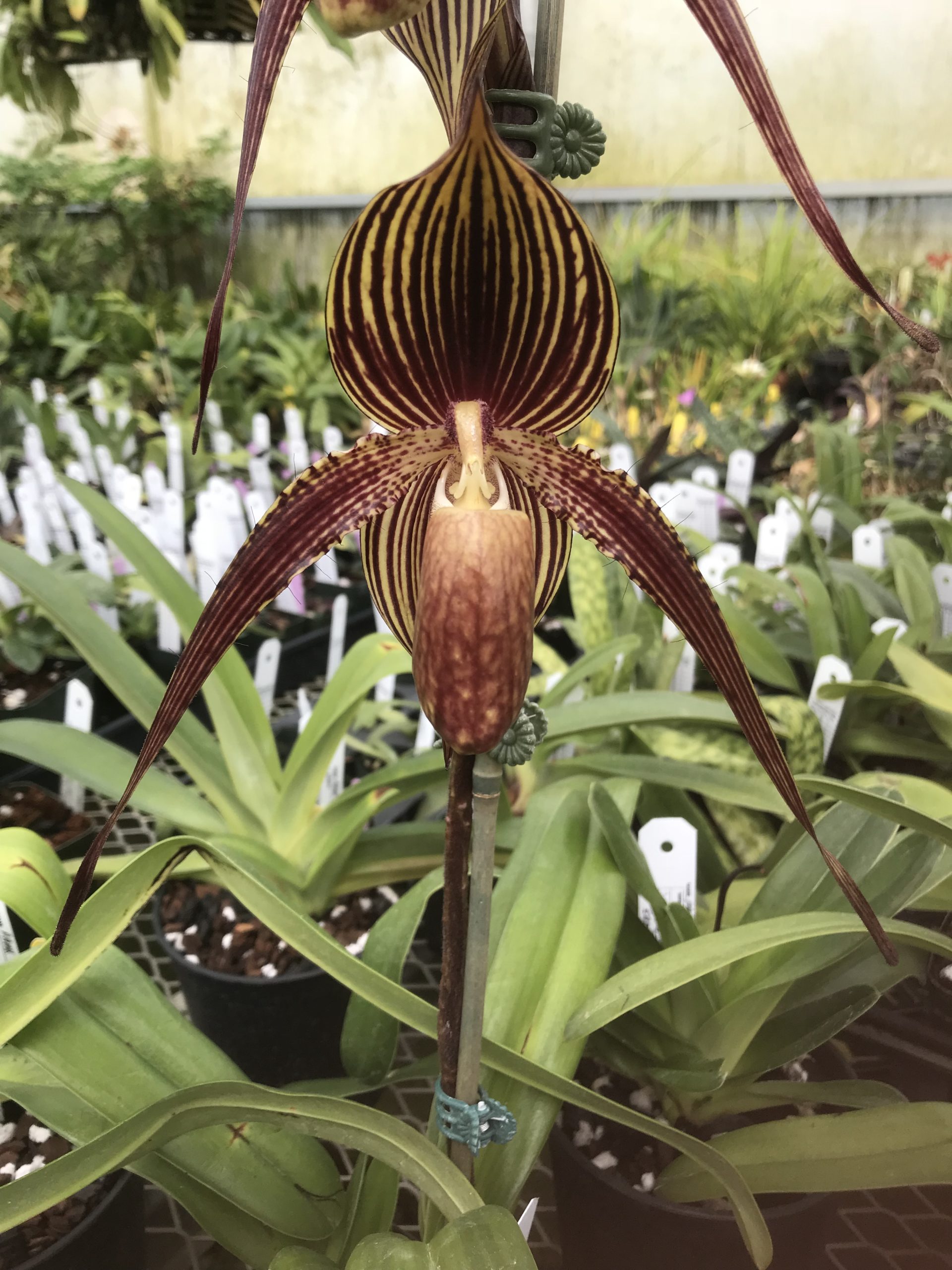Paphiopedilum (Anita Baby x philippinense)