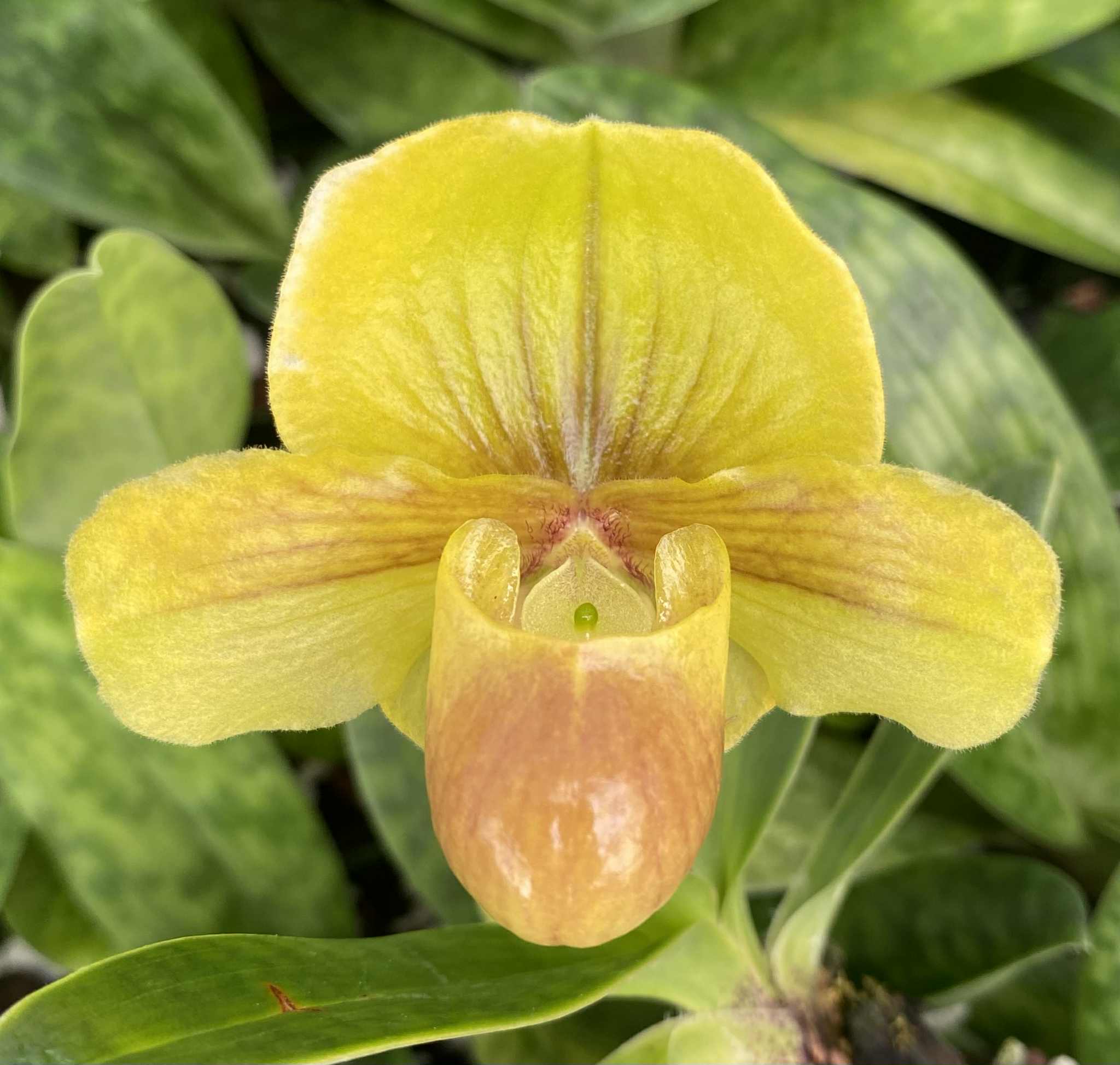 Paphiopedilum Annie's Song