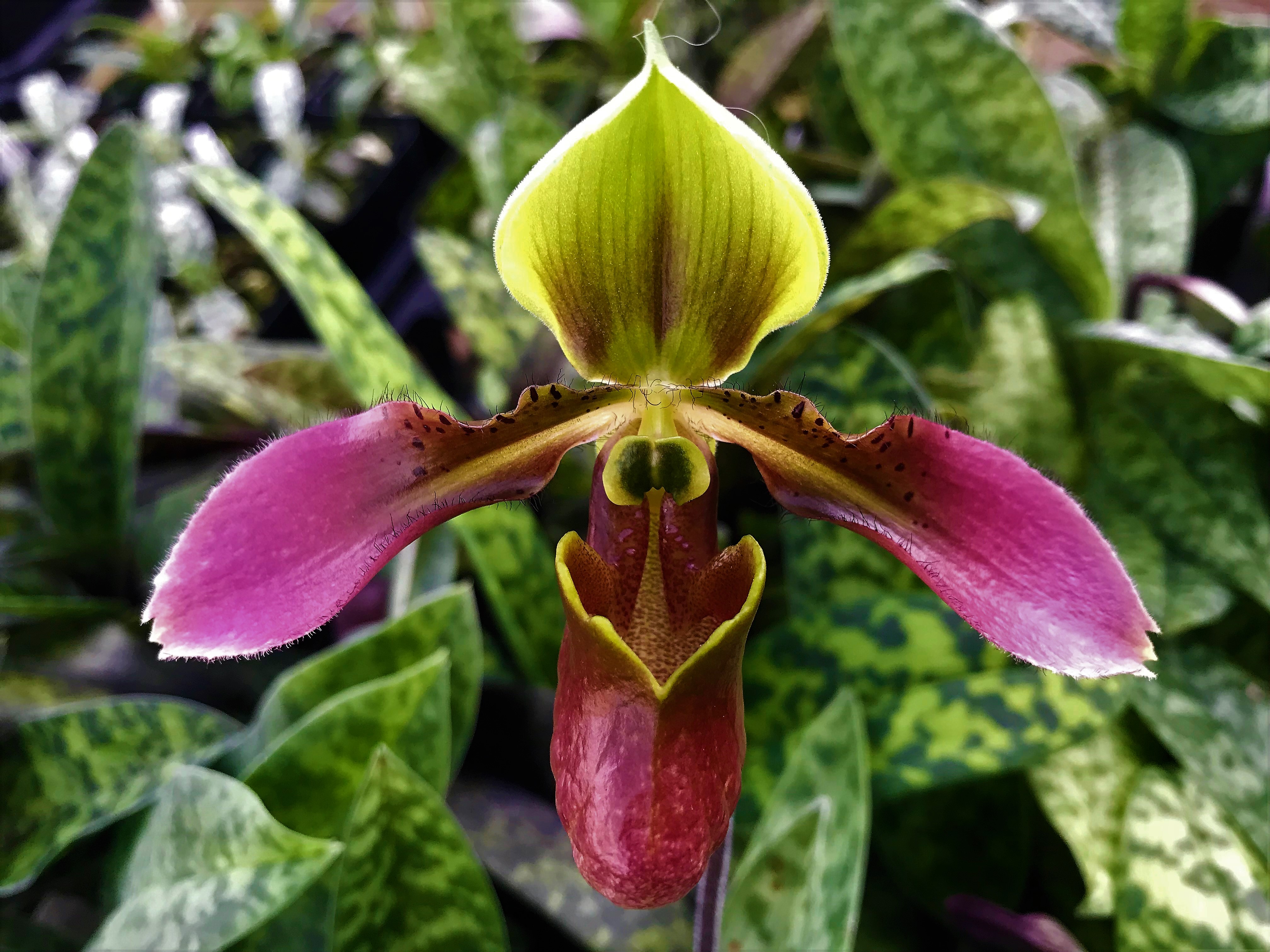 Paphiopedilum appletonianum