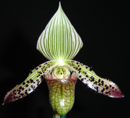 Paphiopedilum argus