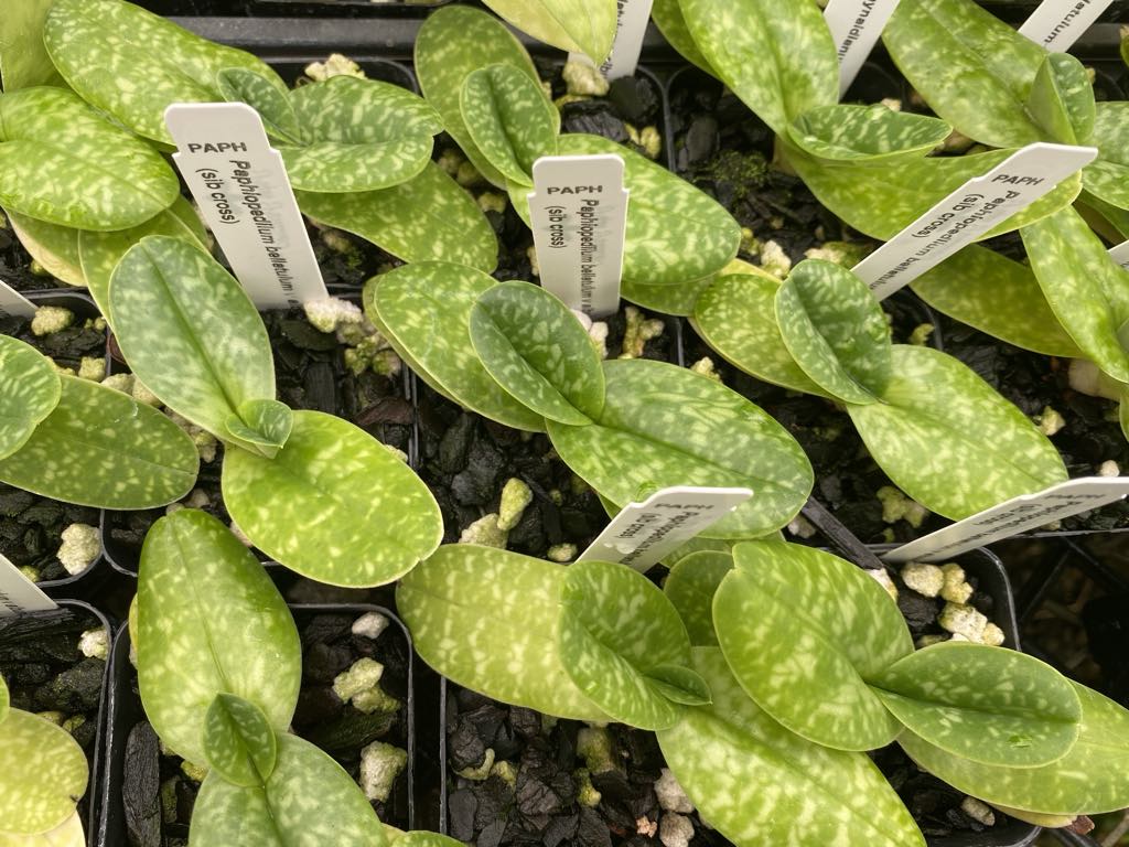 Paphiopedilum bellatulum album