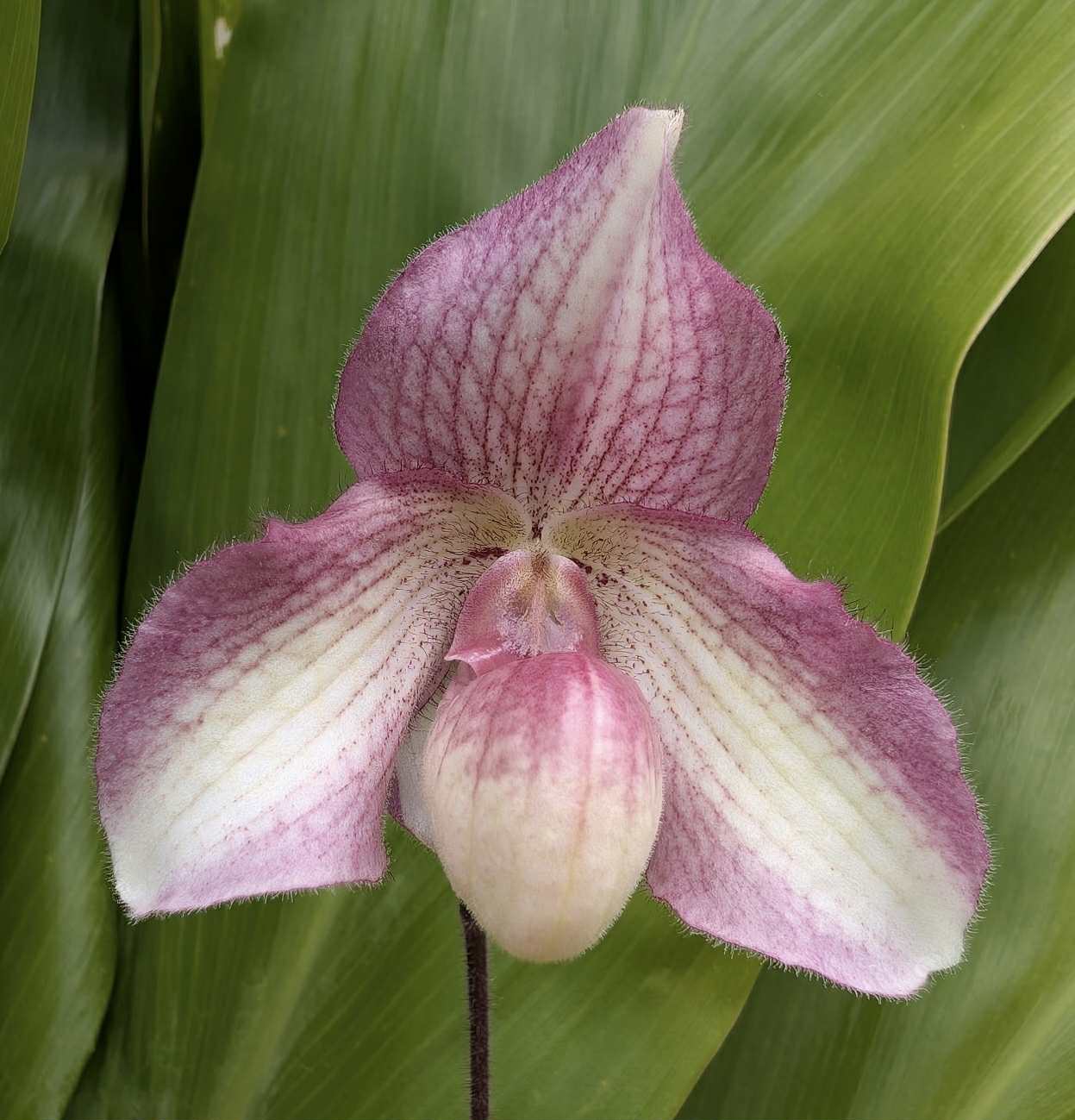 Paphiopedilum Black Diamond