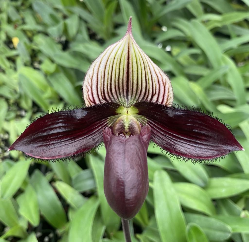 Paphiopedilum Blackjack