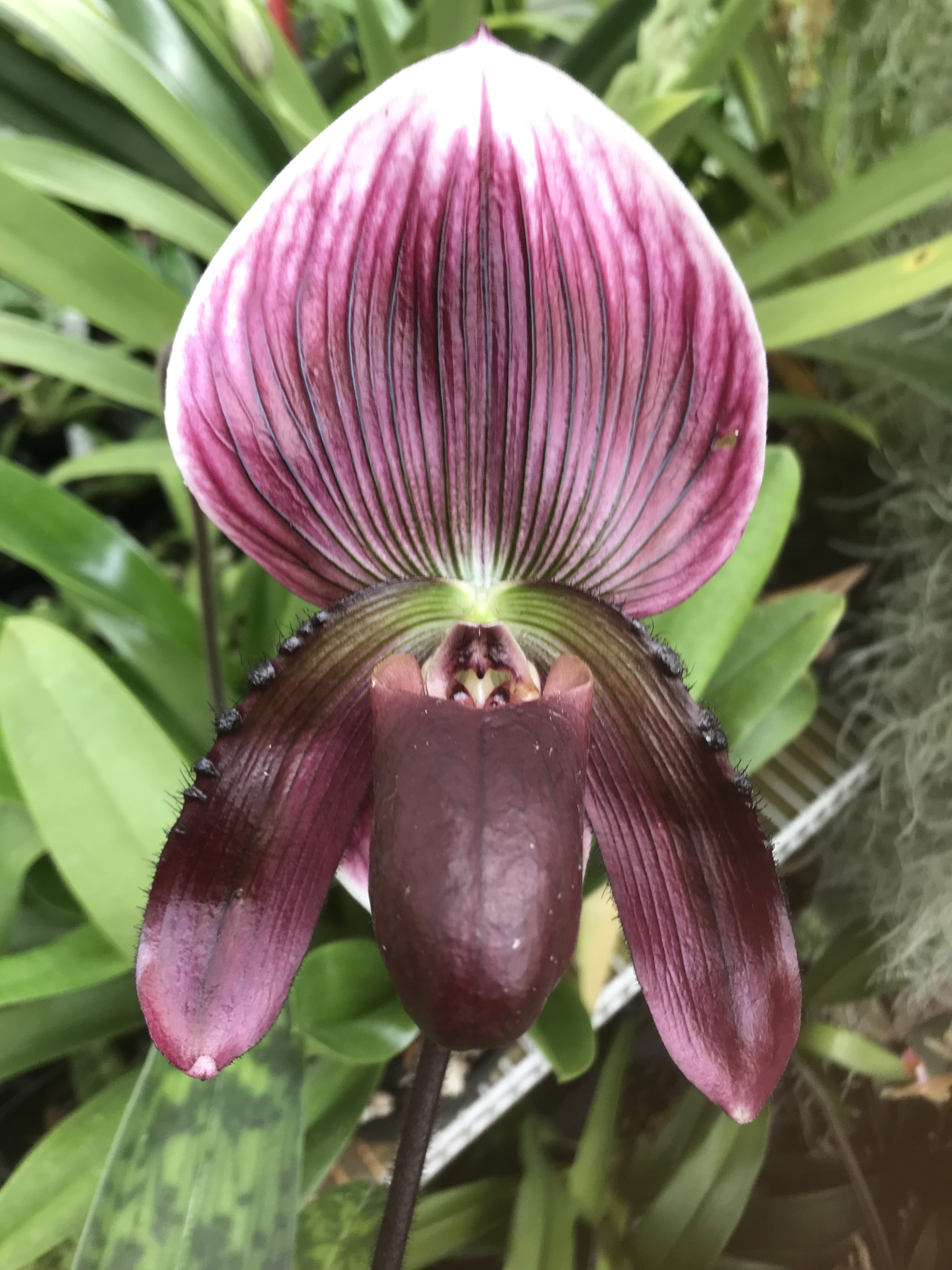 Paphiopedilum callosum
