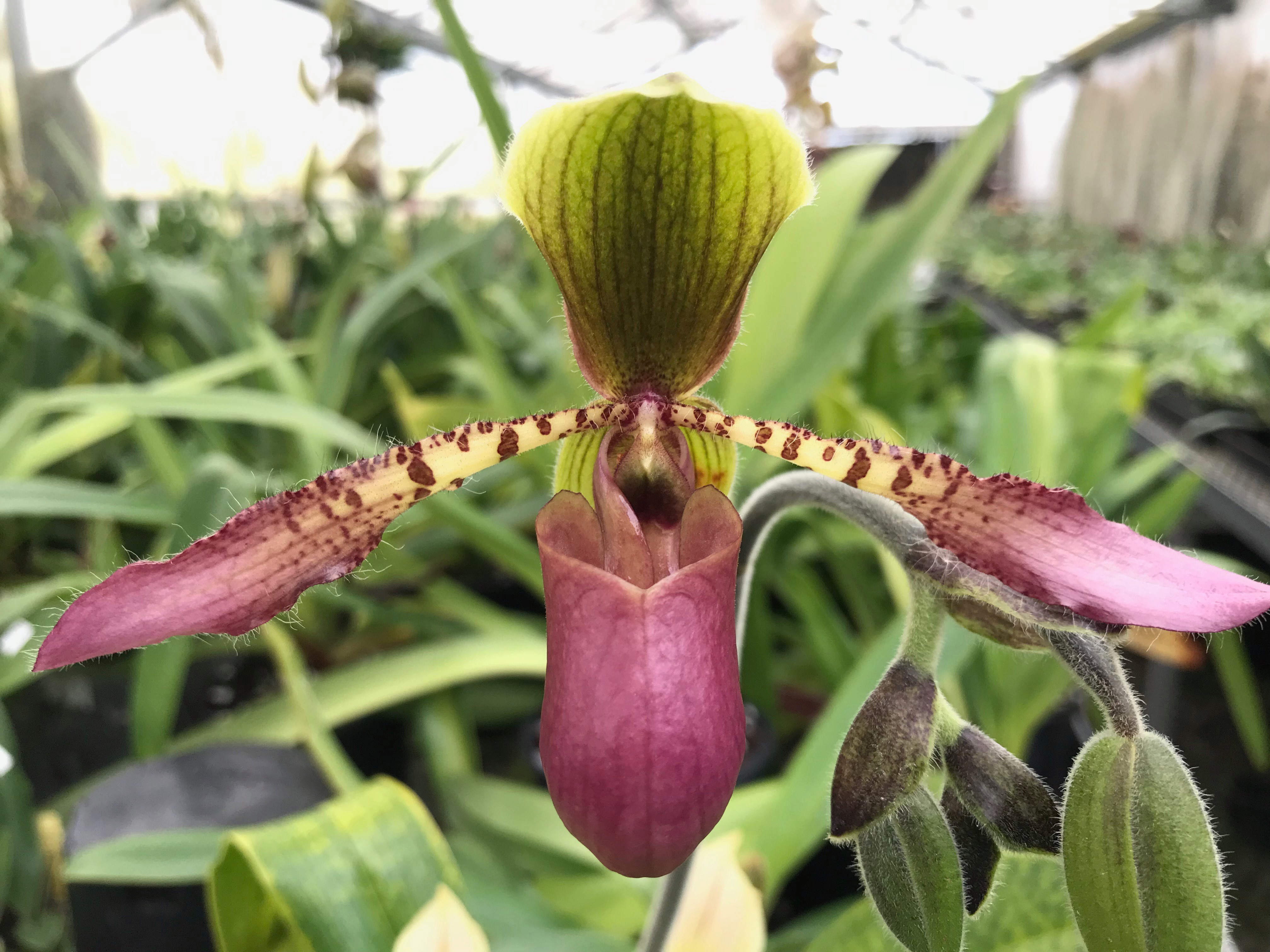 Paphiopedilum Charlene
