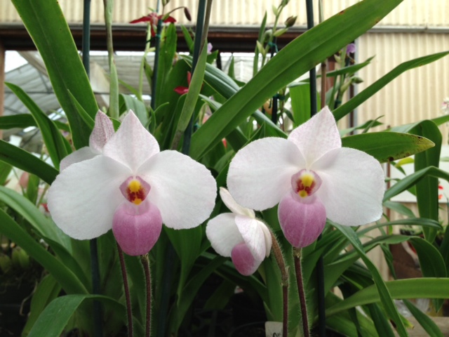 Paphiopedilum delenatii seedlings