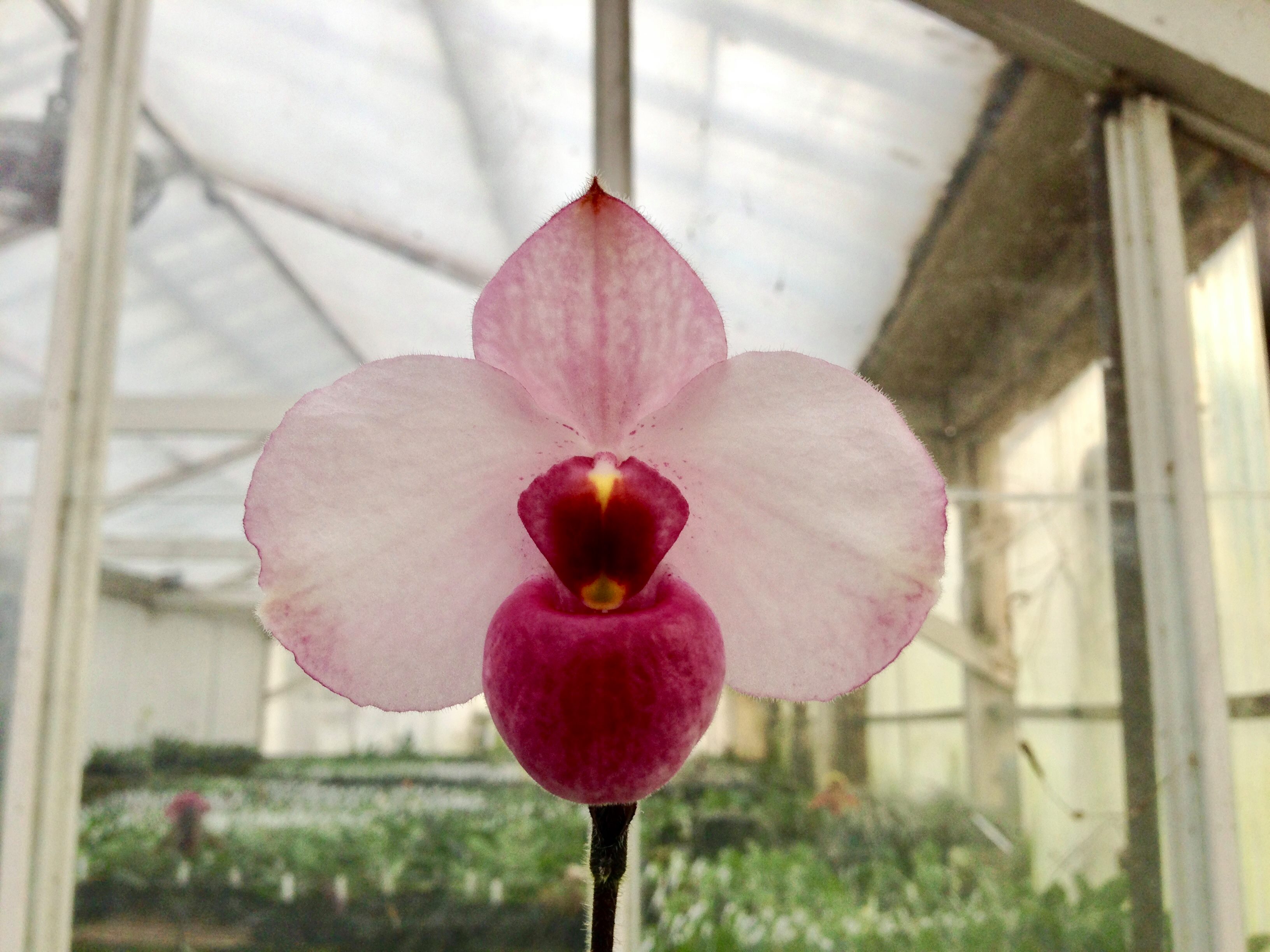 Paphiopedilum delenatii var dunkel