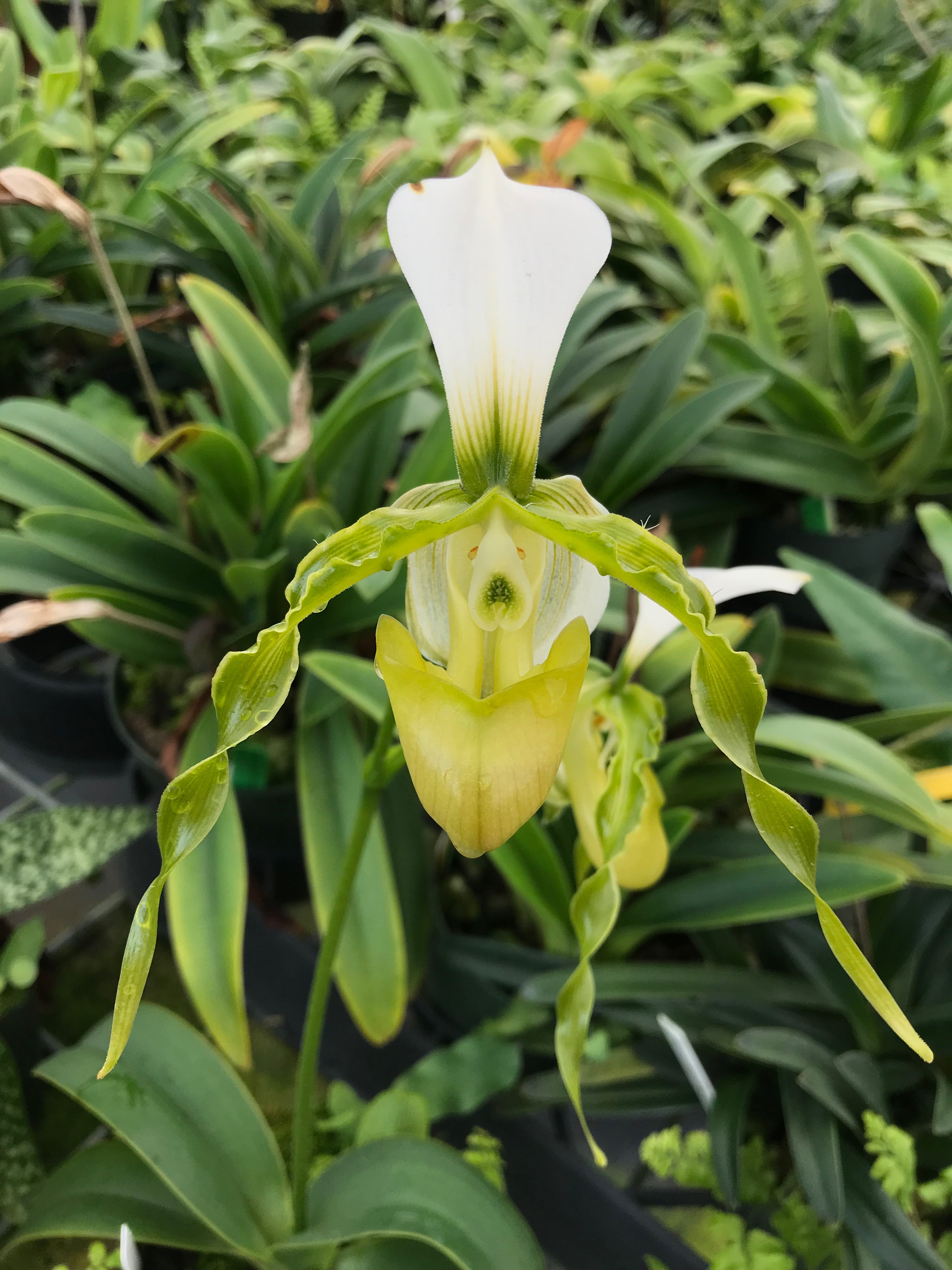 Paphiopedilum diathum album