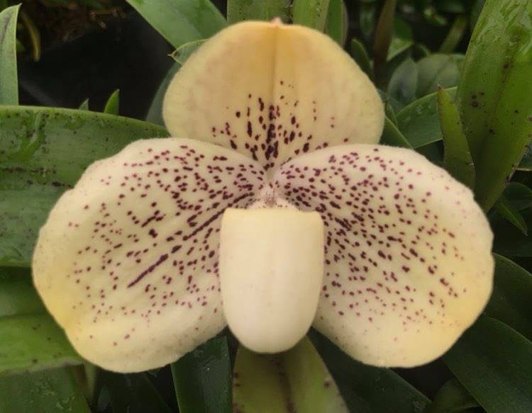 Paphiopedilum Donvischilum