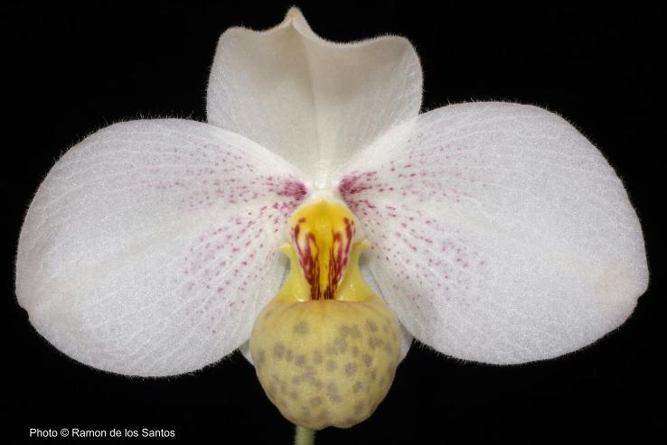 Paphiopedilum emersonii