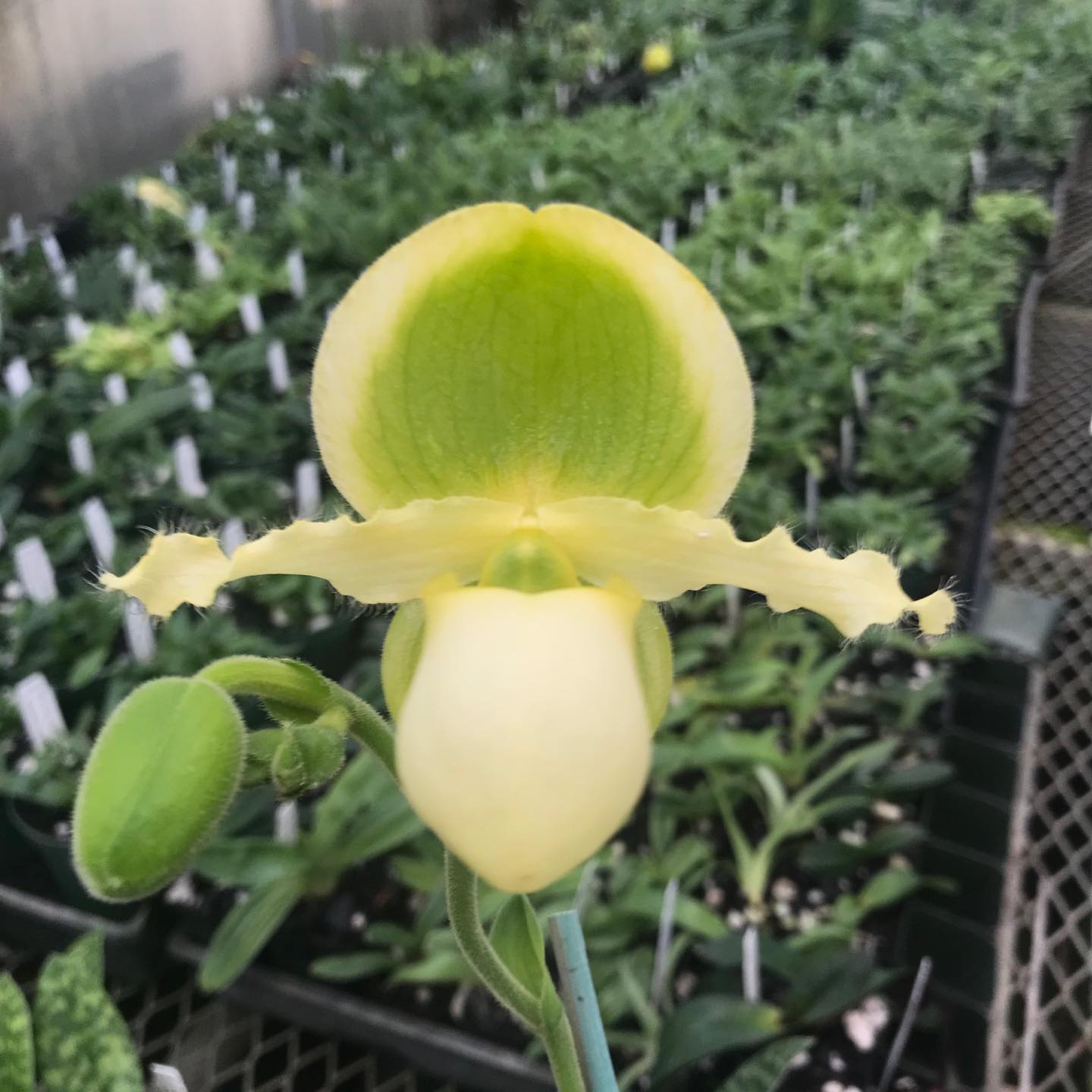 Paphiopedilum (Ford Hutchcraft x lowii)
