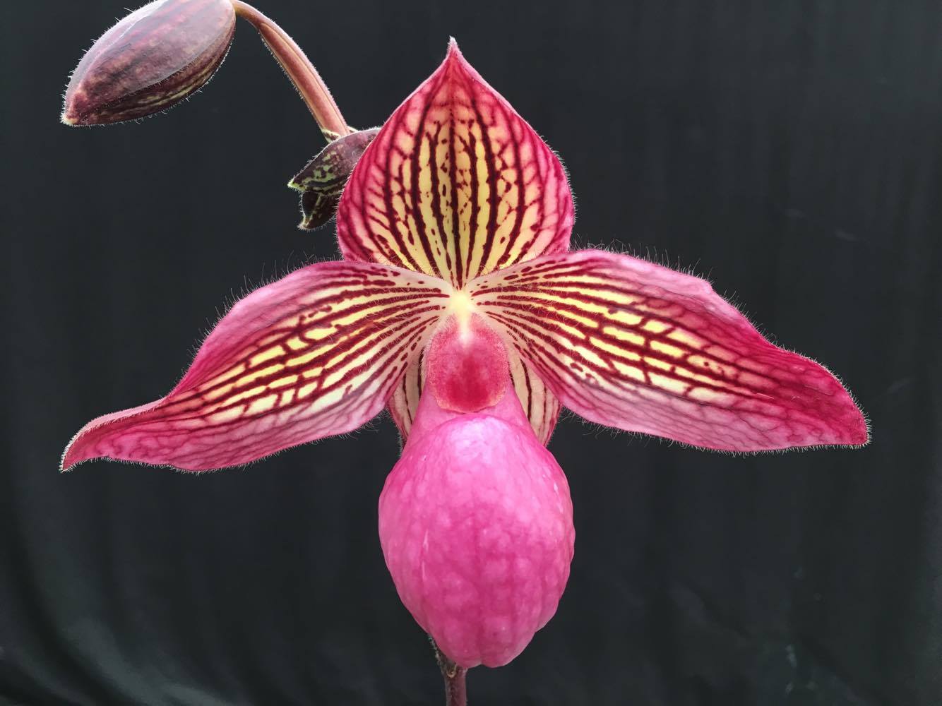 Paphiopedilum Gloria Naugle