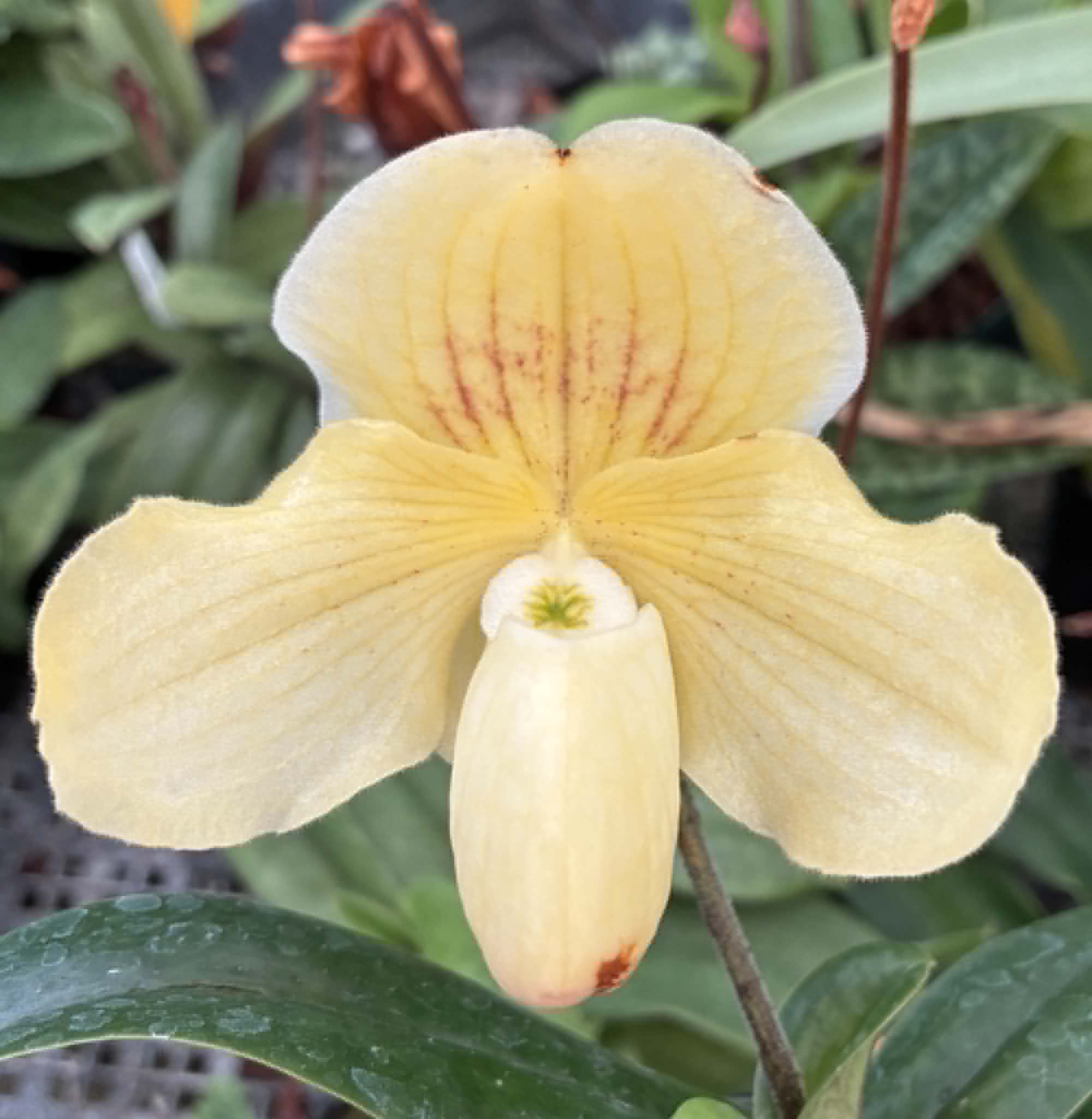 Paph Hybrids
