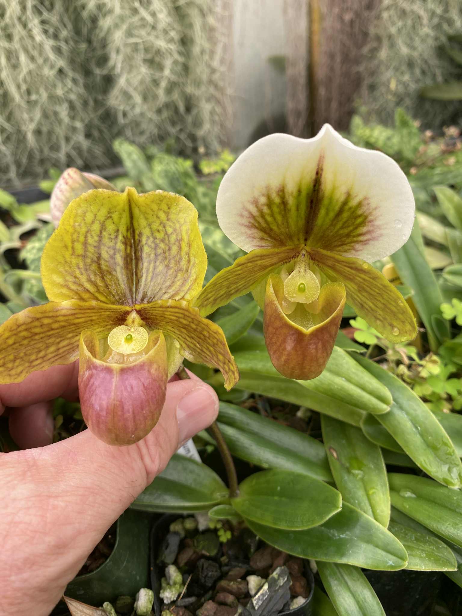 Paphiopedilum Helen's Cutie