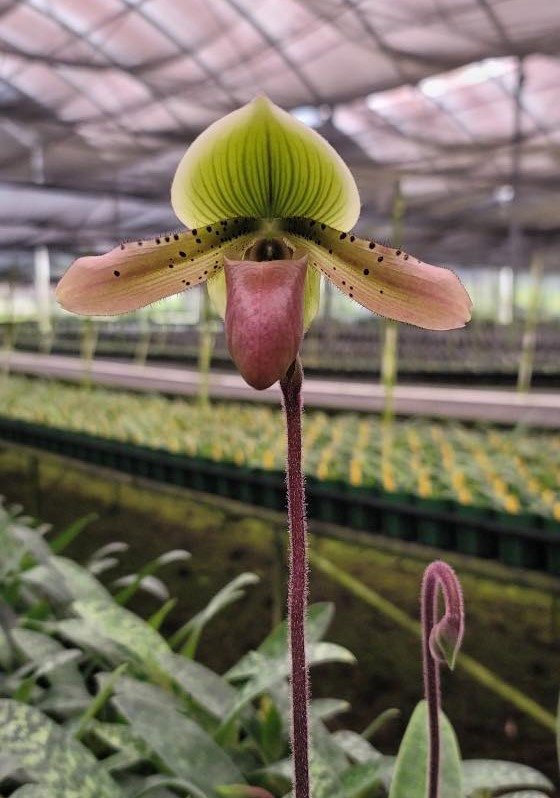 Paphiopedilum (Hsinying Superlaser x Hsinying Cyber Leopard) x mastersianum