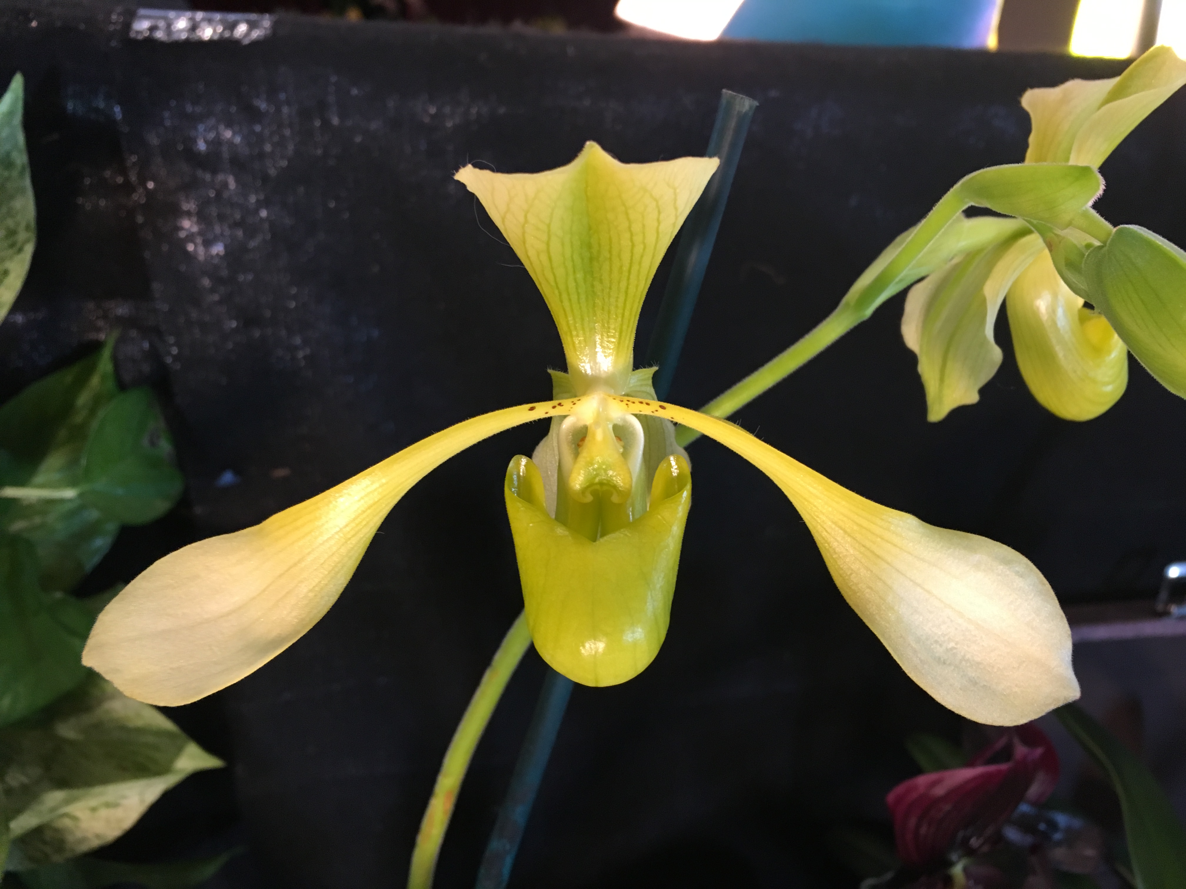 Paphiopedilum lowii album
