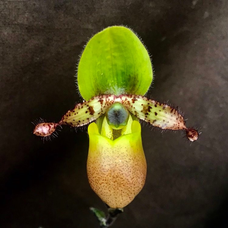 Paphiopedilum primulinum var. purpurascens