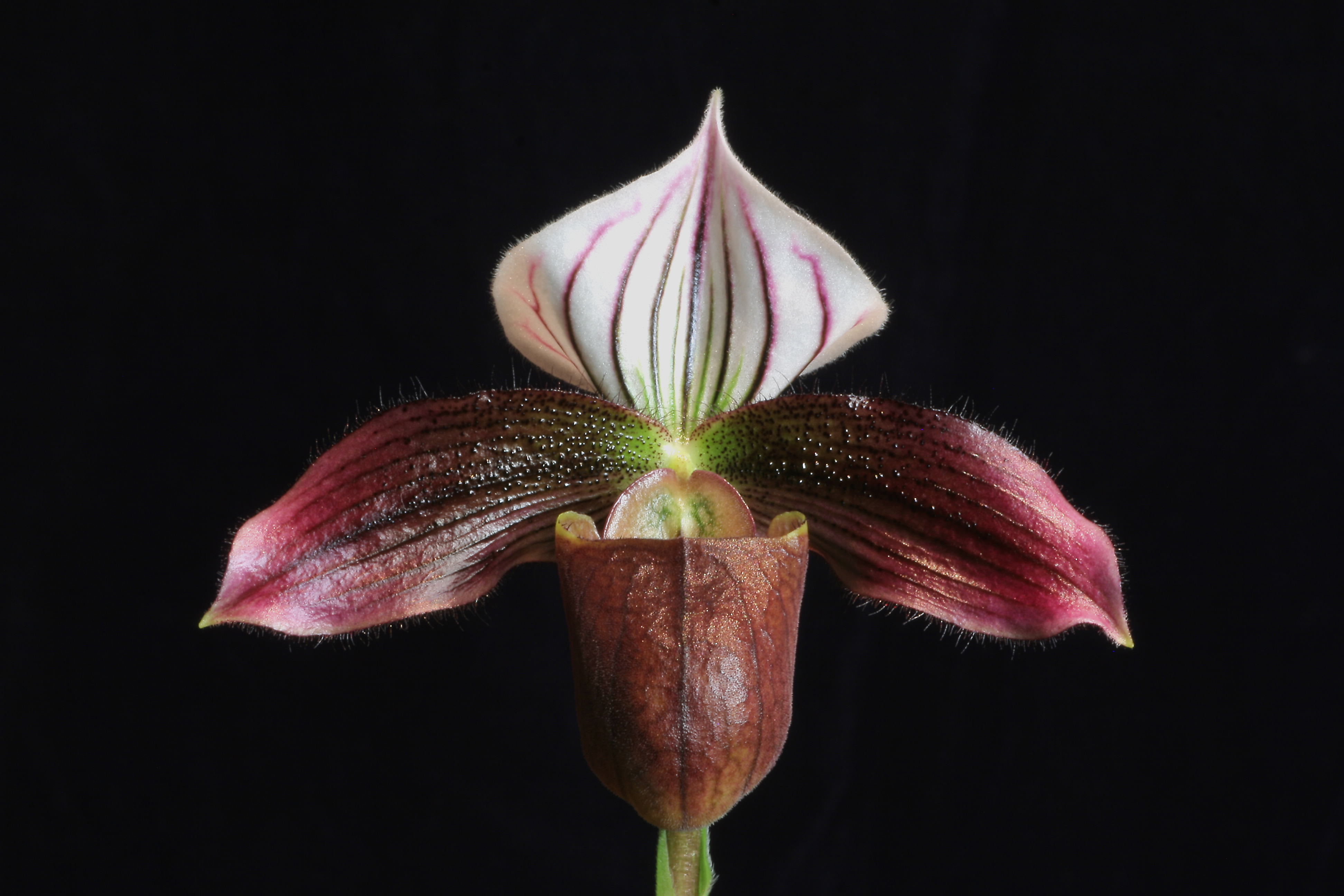 Paphiopedilum purpuratum