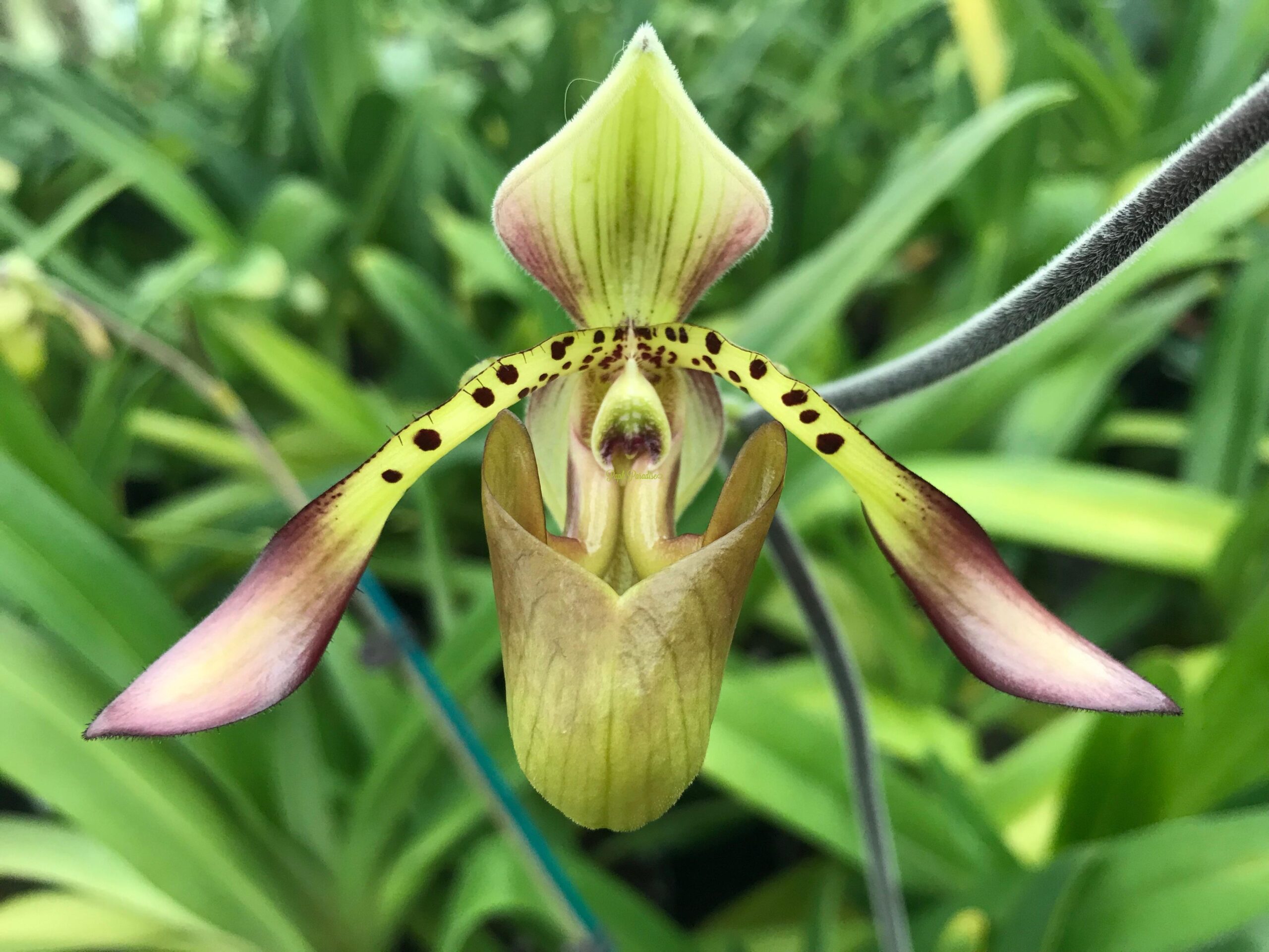 Paphiopedilum (richardianum x gardneri)