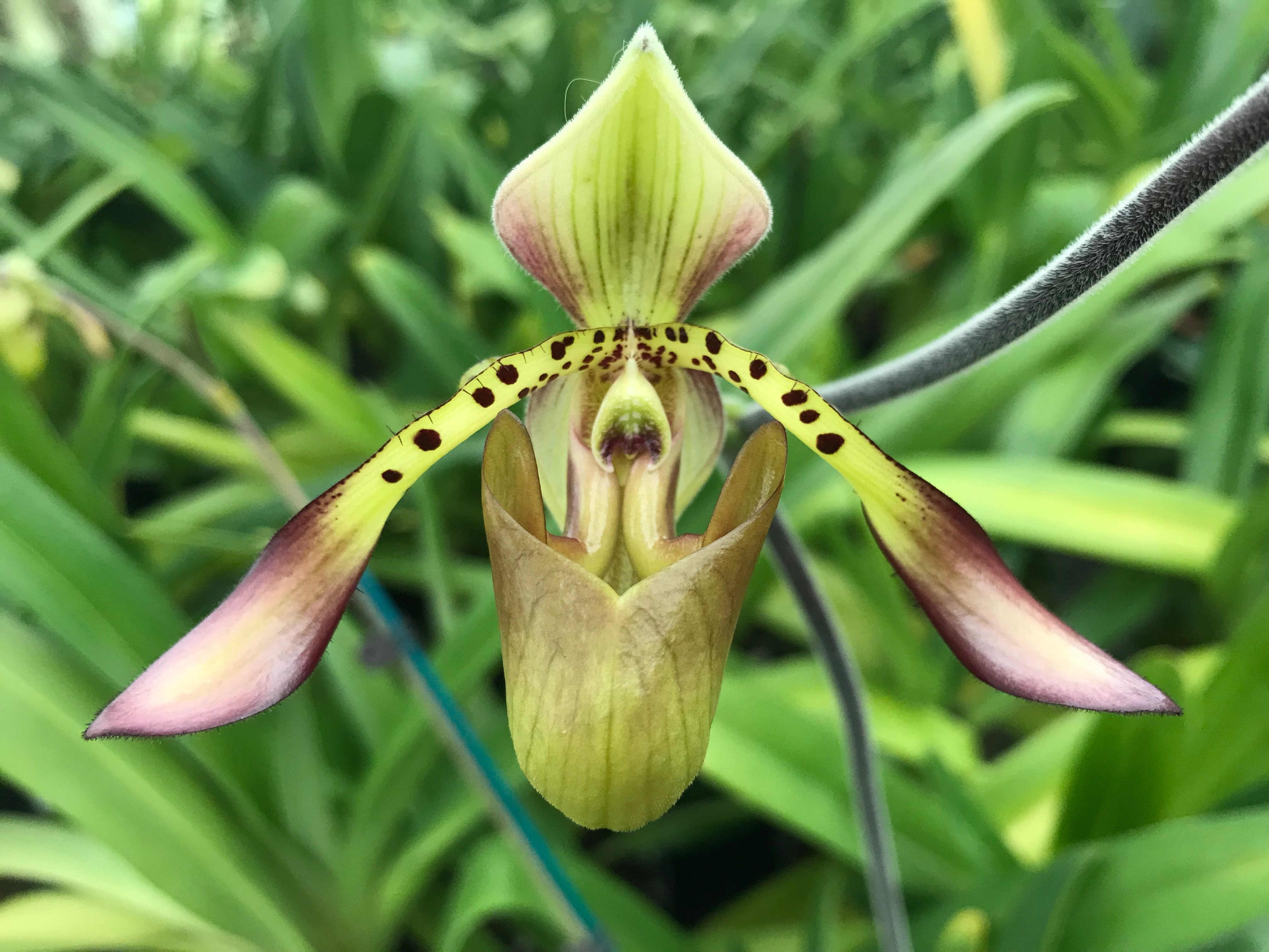 Paphiopedilum richardianum