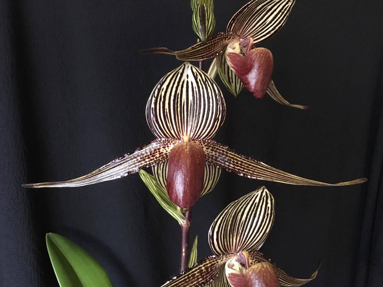 Paphiopedilum rothschildianum seedlings