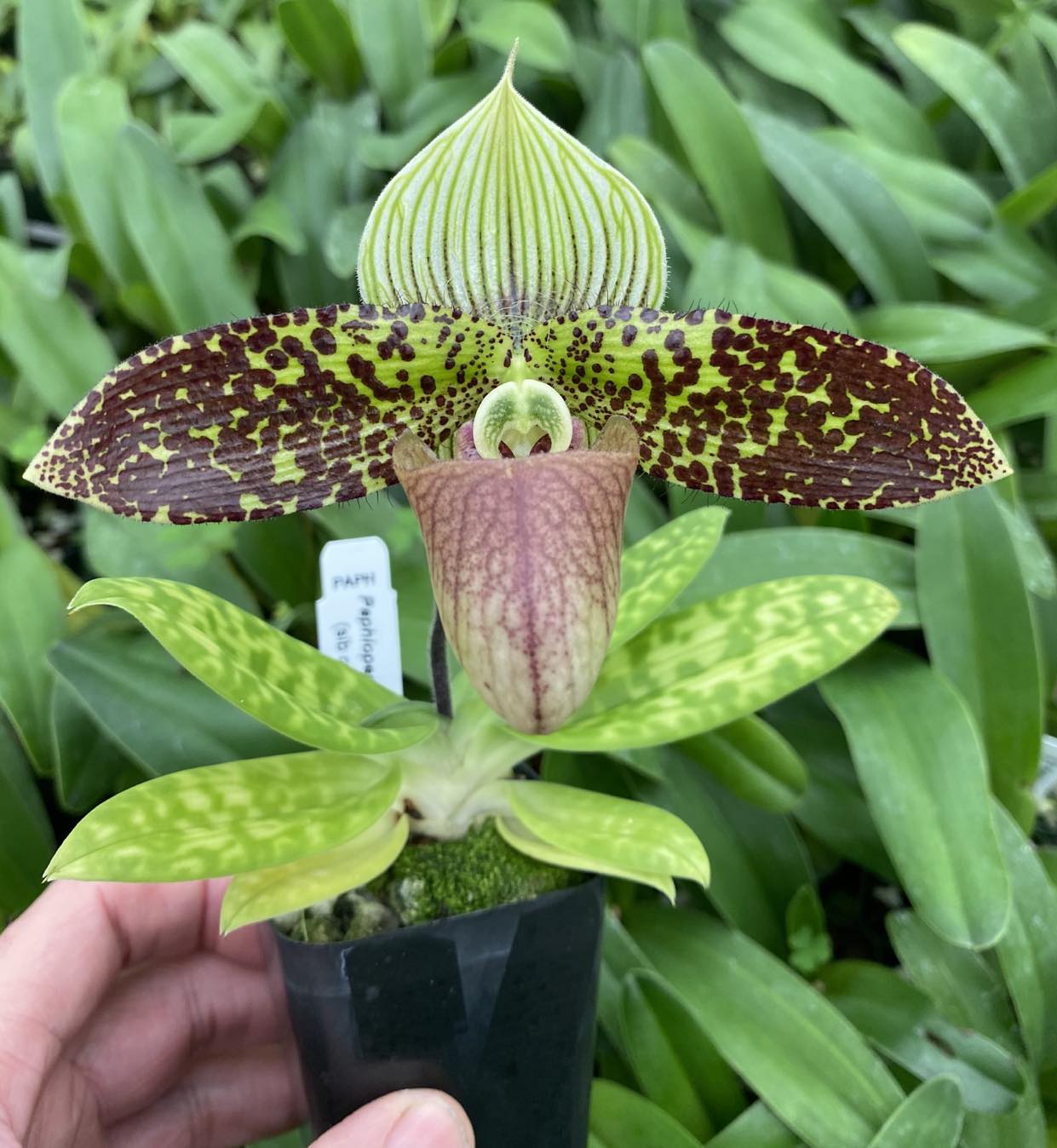 Paphiopedilum sukhakulii