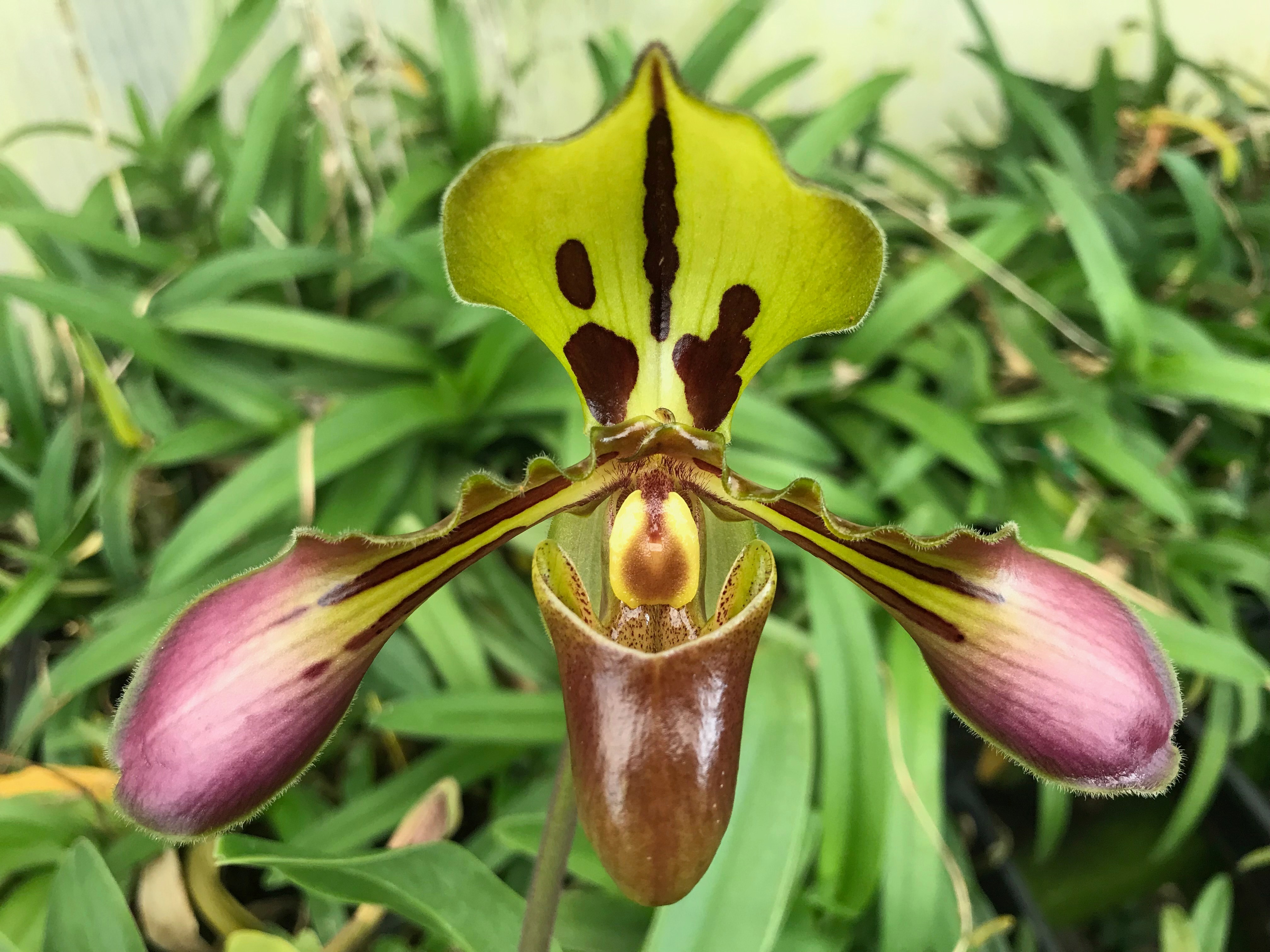 Paphiopedilum tigrinum-select division in spike
