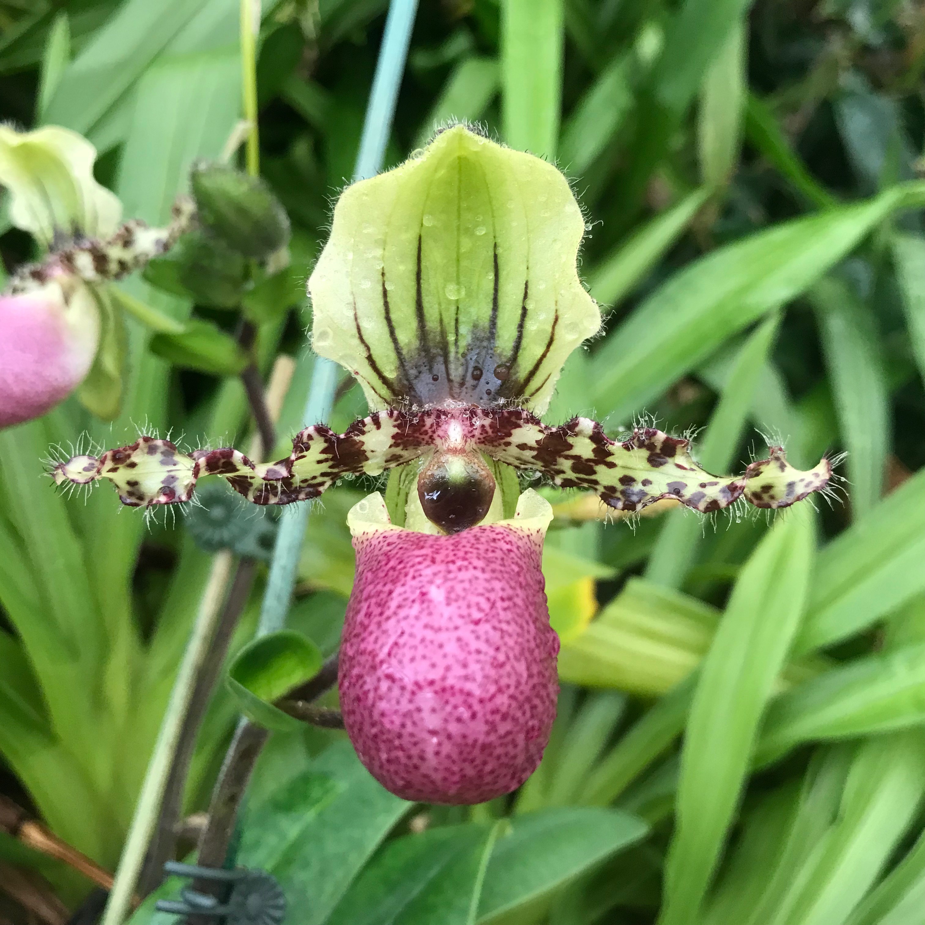 Paphiopedilum victoria-regina